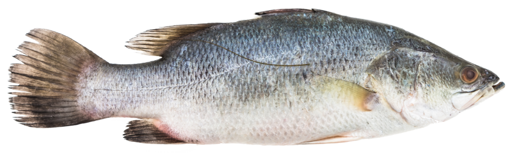 Consejos Pescado blanco